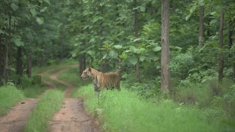 Tiger marking territory by spraying on trees Stock Footage 169739924