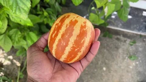 Tiger Melon in Hand Close-Up | Korean Melon Sindh Kachri Fruit Natural Footage Видео 318728966