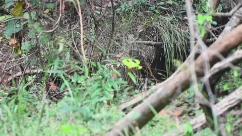 Tiger menacingly looking through the foliage in Pench national park Stock Footage 293318170