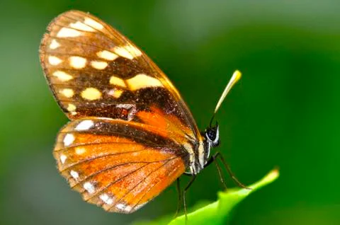 Tiger mimic Stock Photos