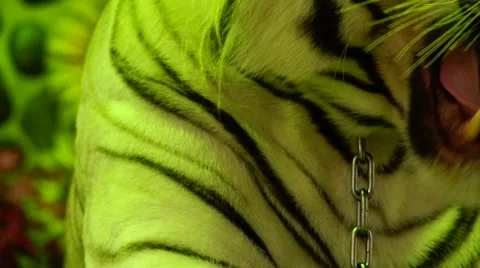 Tiger misses. Stock Footage 48561808