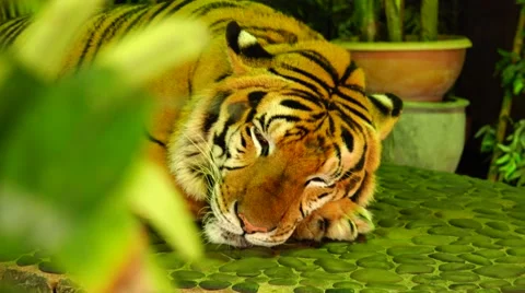 Tiger misses. Stock Footage 48562219