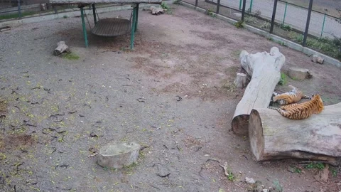 Tiger mom just resting while her son playing Stock Footage 145059655