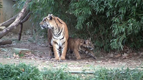 Tiger mom with two cubs - two clips HD Stock Footage 97121030