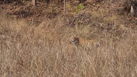 Tiger momentarily looking back at its observers in Tadoba national park Stock Footage 340514972