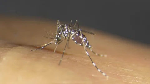 Tiger Mosquito 1 Stock Footage 111835572