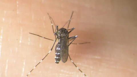 Tiger Mosquito 2 Видео 111836453