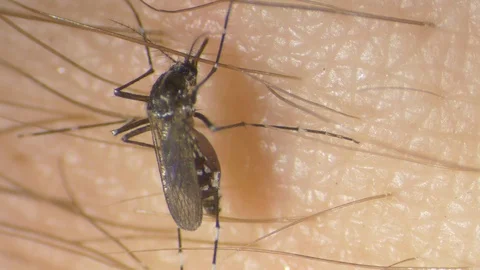 Tiger Mosquito 3 Stock Footage 111859149