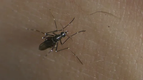 Tiger Mosquito 4 Stock Footage 111859496