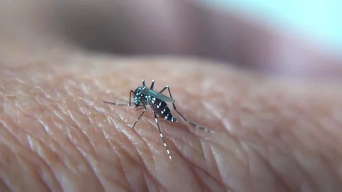 A tiger mosquito drinks blood while sitting on a human hand. There are three  Vidéo 158174504