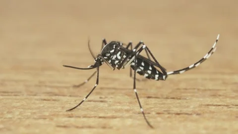 Tiger mosquito on the floor Vidéo 246750479