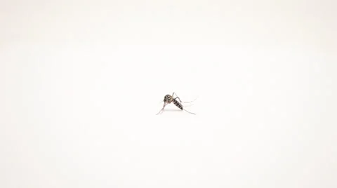 Tiger mosquito Stockbeeldmateriaal 37818754