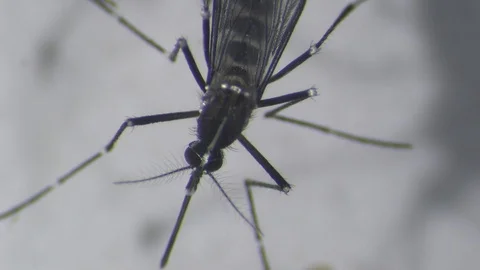 Tiger Mosquito recently hatched 2 Видео 111860816