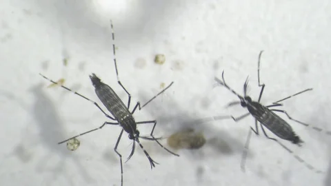 Tiger Mosquito recently hatched Stock Footage 111860519