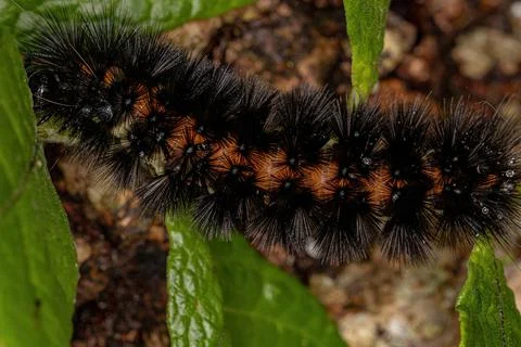 Tiger Moth Caterpillar Stock Photos