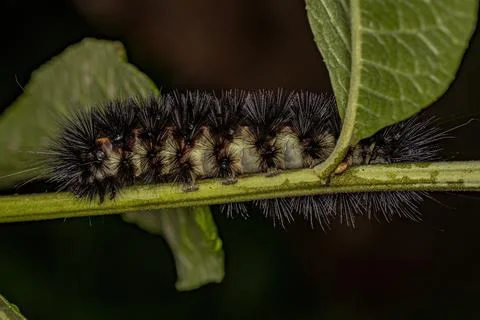 Tiger Moth Caterpillar Stock Photos