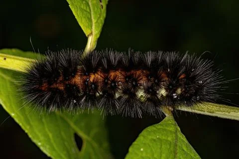 Tiger Moth Caterpillar Stock Photos