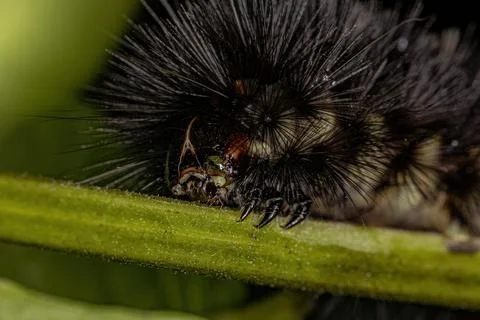 Tiger Moth Caterpillar Stock Photos