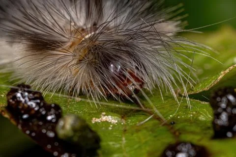 Tiger Moth Caterpillar Stock Photos