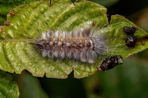 Tiger Moth Caterpillar Stock Photos