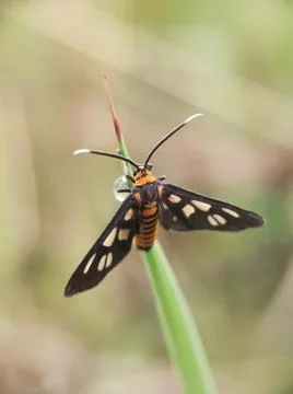 Tiger Moth on The Grass seen close up. Blurry Background Stock Photos