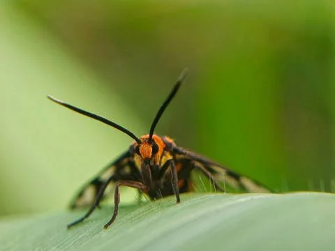 Tiger moth Stock Photos