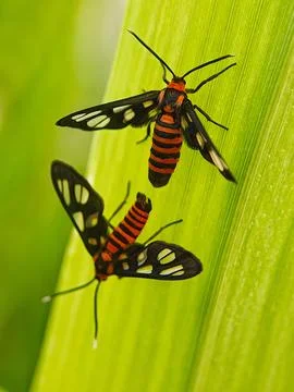 Tiger moth Stock Photos