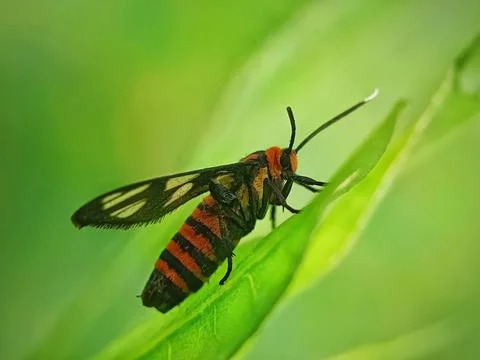 Tiger moth Stock Photos
