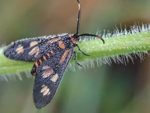 Tiger Moth Stock Photos