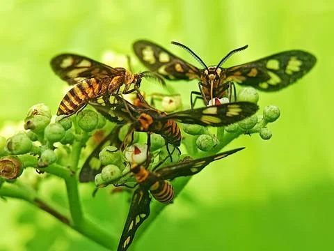 Tiger moth Stock Photos