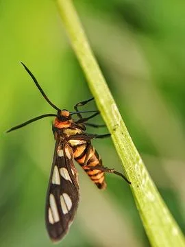 Tiger moth Stock Photos