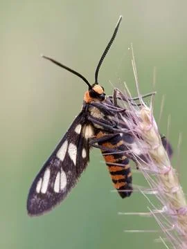 Tiger moth Stock Photos