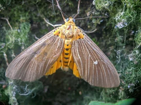 Tiger moth wasp  Stock Photos