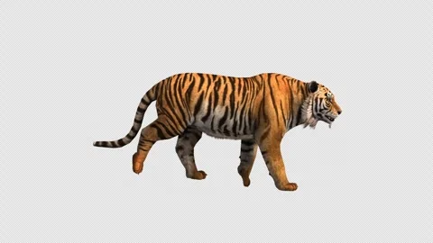 The tiger moves through the alpha channel side view Vidéo 278126218