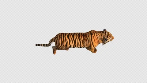Tiger moving through the alpha channel top view Vidéo 278126250