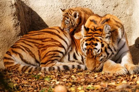 Tiger mum Stock Photos