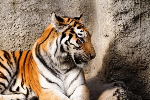 Tiger mum Stock Photos