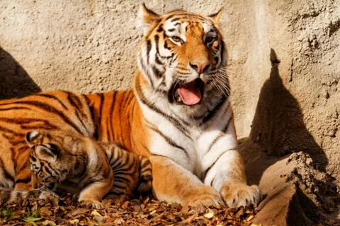 Tiger mum Stock Photos