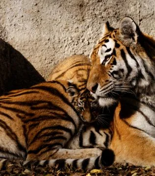 Tiger mum Stock Photos