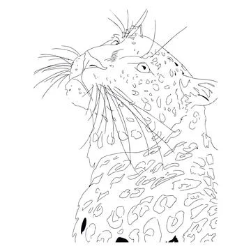 A tiger with a mustache Stock Illustration