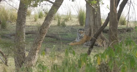Tiger in the nature Stock Footage 73766587