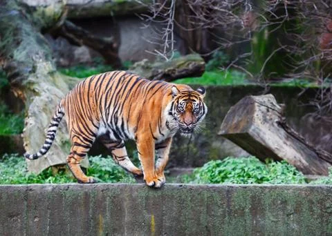 Tiger in the nature Stock Photos