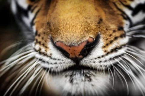 Tiger nose closeup Foto stock