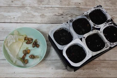 Tiger nuts sprouting, preparing plant and grow for cultivation 库存照片