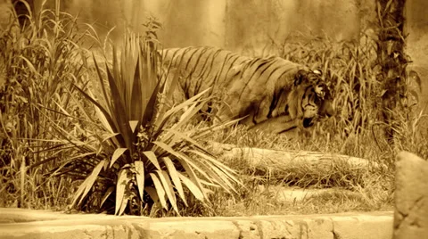 The tiger, old film effect Stock Footage 33466908