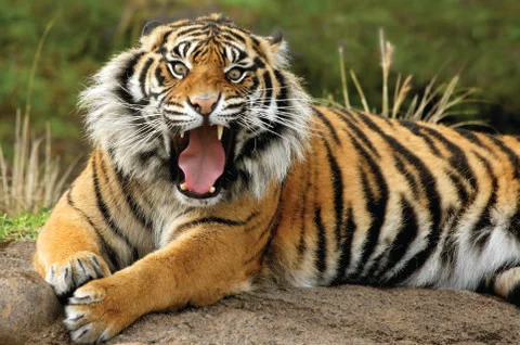 Tiger is one of the most beautiful animals in the world, Bangladesh. Stock Photos