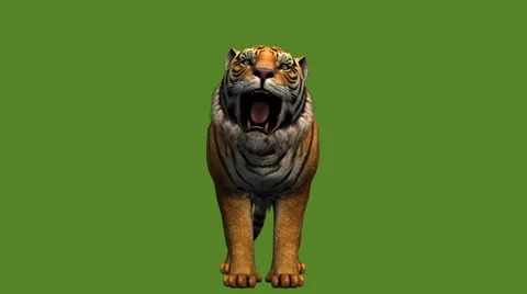 TIGER SOUND EFFECTS - Tiger Roar and Growl 