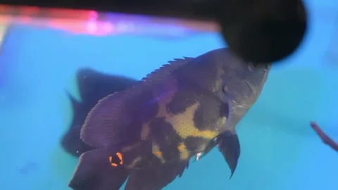Tiger Oscar Fish and Silver Dollar Swimming in a Tropical Freshwater Aquarium Stock Footage 337181506