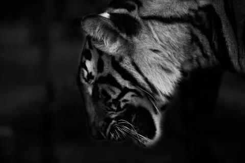 Tiger over look Stock Photos