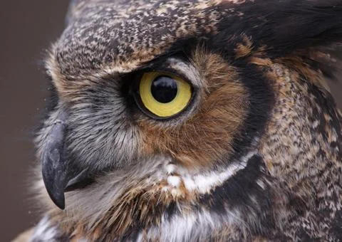 Tiger Owl Eye Stock Photos